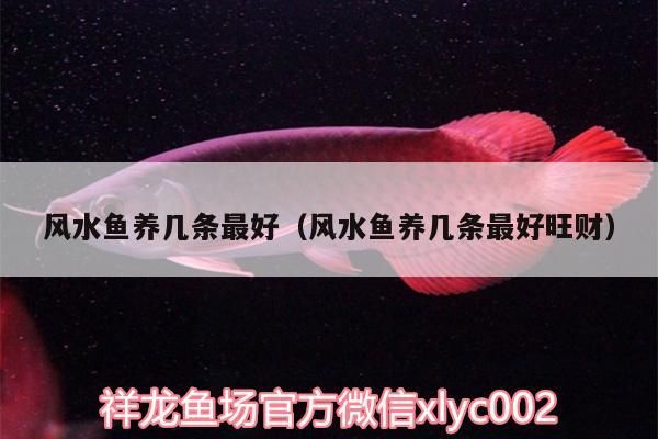 風水魚養(yǎng)幾條最好（風水魚養(yǎng)幾條最好旺財）