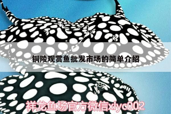 銅陵觀賞魚批發市場的簡單介紹