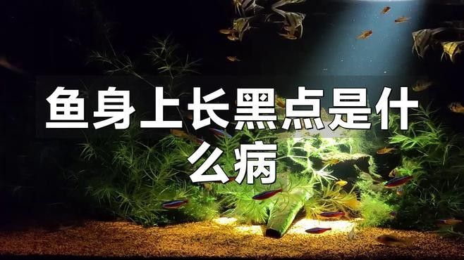 如何治療雷龍魚的黑斑？（如何有效治療雷龍魚的黑斑病）