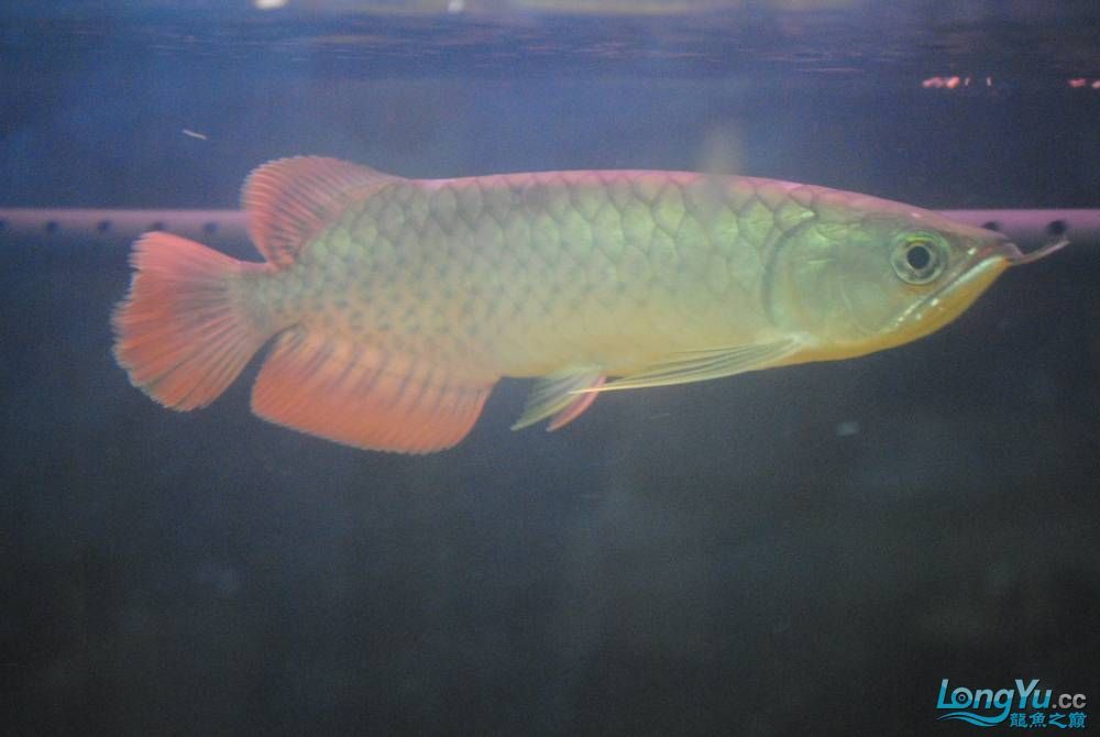 包頭觀賞魚市場求老手幫鑒定一下小魚苗（包頭觀賞魚市場求老手幫鑒定一下小魚苗，年后新買了一條小苗）