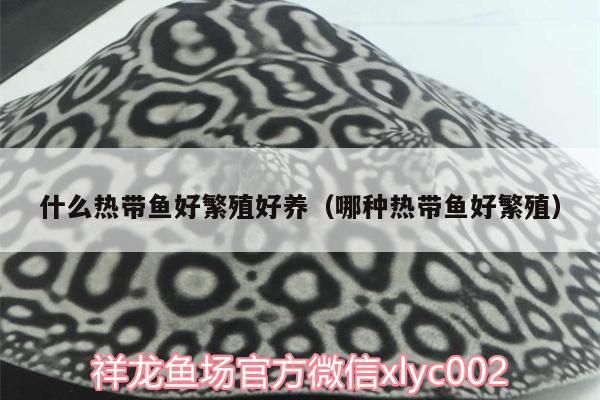 什么熱帶魚好繁殖好養(yǎng)（哪種熱帶魚好繁殖）