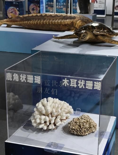 江陰市夏港龍魚水族館的營(yíng)業(yè)時(shí)間是（江陰市夏港龍魚水族館的營(yíng)業(yè)時(shí)間是多久？） 江陰市夏港龍魚水族館的營(yíng)業(yè)時(shí)間是（江陰市夏港龍魚水族館的營(yíng)業(yè)時(shí)間是多久？） 龍魚百科 第4張