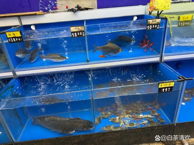 濟南龍魚市場的價格水平如何（濟南龍魚市場價格水平如何）