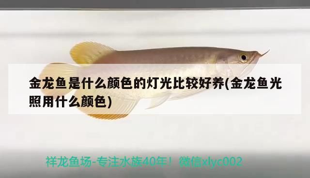金龍魚是什么顏色的燈光比較好養(yǎng)(金龍魚光照用什么顏色)（金龍魚是什么顏色的燈光比較好養(yǎng)）
