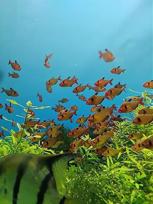 孔雀魚(yú)和龍魚(yú)混養(yǎng)需要多大的魚(yú)缸（孔雀魚(yú)和龍魚(yú)混養(yǎng)的最佳搭配） 孔雀魚(yú)和龍魚(yú)混養(yǎng)需要多大的魚(yú)缸（孔雀魚(yú)和龍魚(yú)混養(yǎng)的最佳搭配） 龍魚(yú)百科 第4張