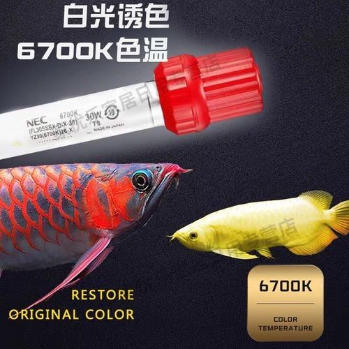 金龍魚燈管的價格是多少？（金龍魚專用燈管的價格是多少？）