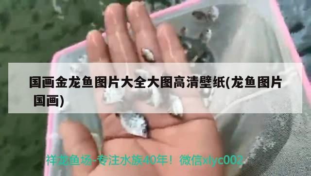 國畫金龍魚圖片大全大圖高清壁紙(龍魚圖片國畫)（國畫金龍魚圖片大全）