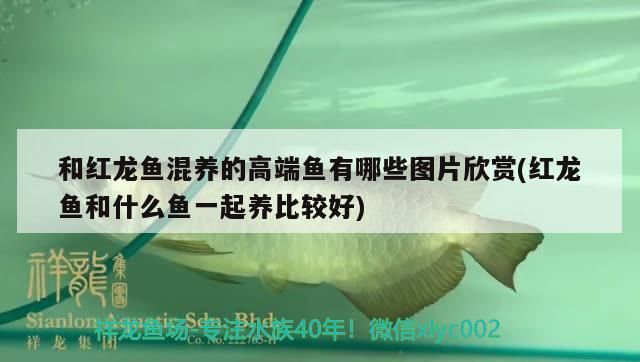 和紅龍魚混養的高端魚有哪些圖片欣賞(紅龍魚和什么魚一起養比較好)（和紅龍魚混養的高端魚有哪些圖片欣賞） 和紅龍魚混養的高端魚有哪些圖片欣賞(紅龍魚和什么魚一起養比較好)（和紅龍魚混養的高端魚有哪些圖片欣賞） 觀賞魚百科