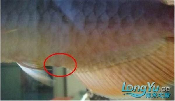 如何判斷龍魚是否腸道不適（養(yǎng)魚人養(yǎng)魚日記dou+上熱門搜狐）