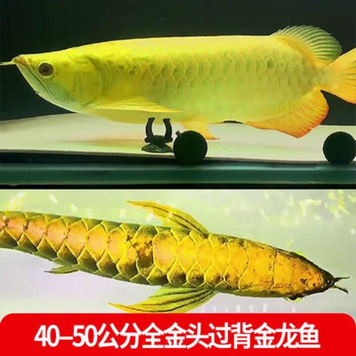 如何聯系遼源龍魚專賣店？（遼源龍魚專賣店如何聯系遼源龍魚專賣店的聯系方式） 如何聯系遼源龍魚專賣店？（遼源龍魚專賣店如何聯系遼源龍魚專賣店的聯系方式） 龍魚百科 第6張