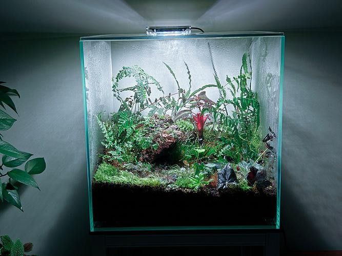 金龍魚缸中哪些植物容易存活