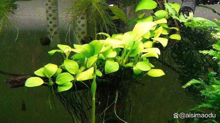 金龍魚缸中哪些植物容易存活