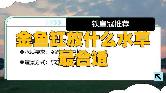 金龍魚缸中哪些植物容易存活