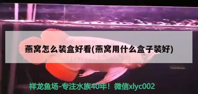 張家界水族批發市場：張家界哪里有賣海鮮的？ 張家界水族批發市場：張家界哪里有賣海鮮的？ 觀賞魚百科 第4張