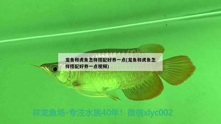 張家界水族批發市場：張家界哪里有賣海鮮的？ 張家界水族批發市場：張家界哪里有賣海鮮的？ 觀賞魚百科 第5張