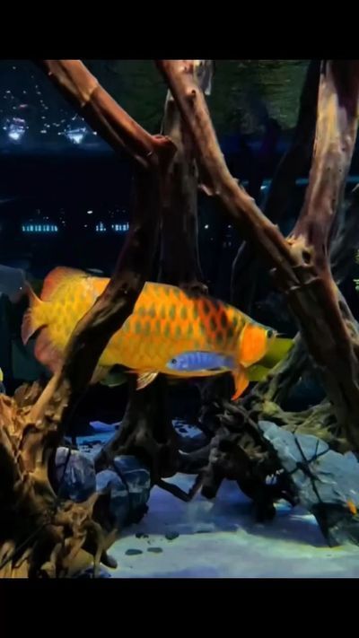 張家界水族批發市場：張家界哪里有賣海鮮的？ 張家界水族批發市場：張家界哪里有賣海鮮的？ 觀賞魚百科 第8張