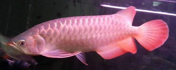 張家界水族批發市場：張家界哪里有賣海鮮的？ 張家界水族批發市場：張家界哪里有賣海鮮的？ 觀賞魚百科 第7張