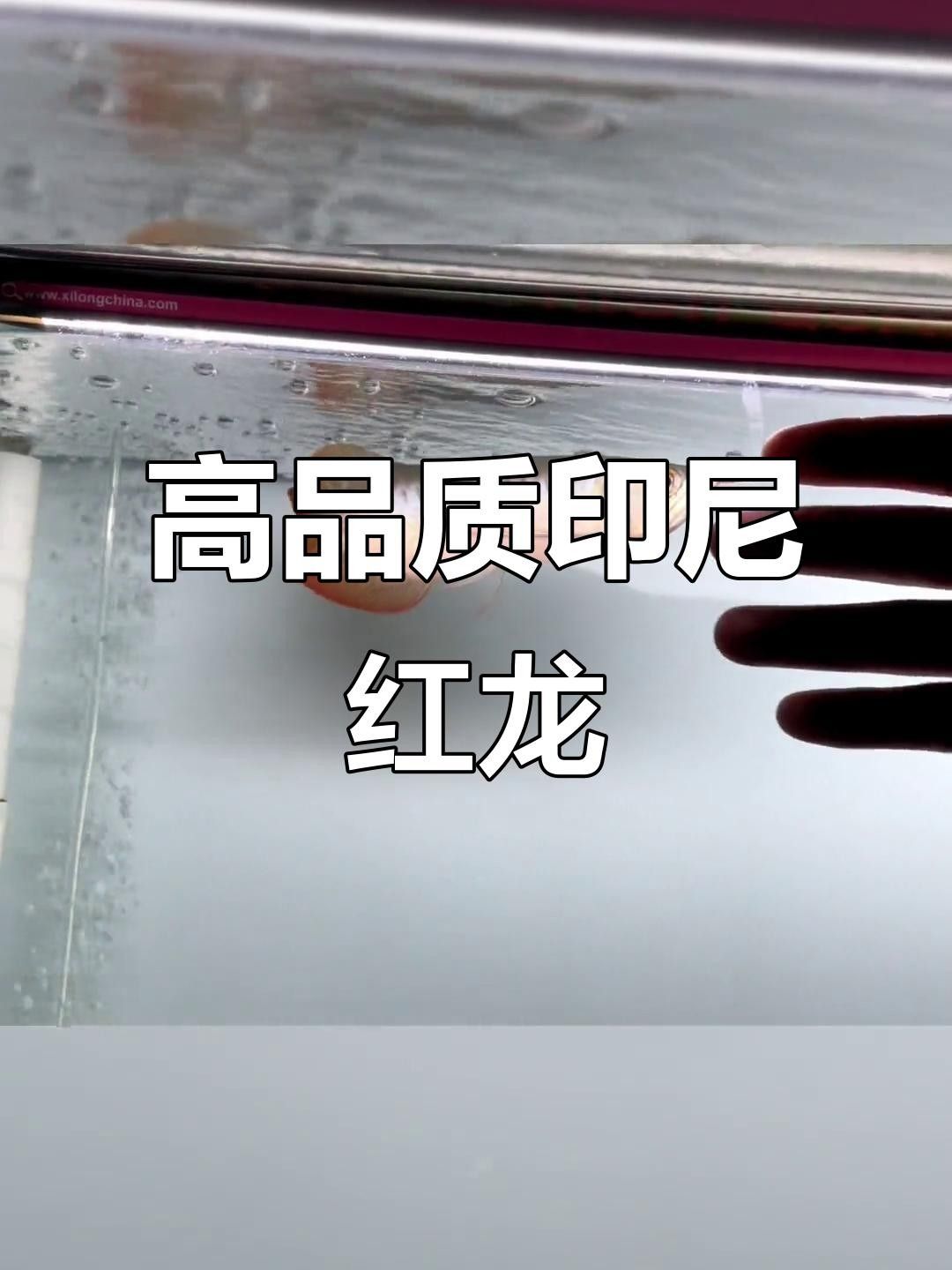 戰車龍魚體型的特點（戰車體型龍魚有哪些著名品種？）
