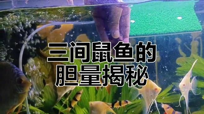 龍魚和巴西亞混養(yǎng)需要什么水質(zhì)？（魚和巴西亞混養(yǎng)需要特定的水質(zhì)條件以確保兩者的健康和幸福）