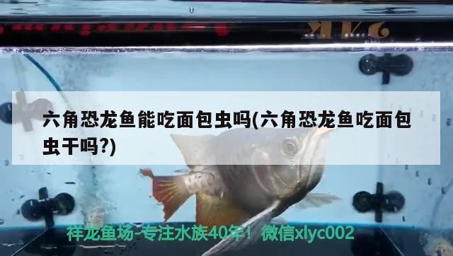 六角恐龍魚能吃面包蟲嗎(六角恐龍魚吃面包蟲干嗎?)