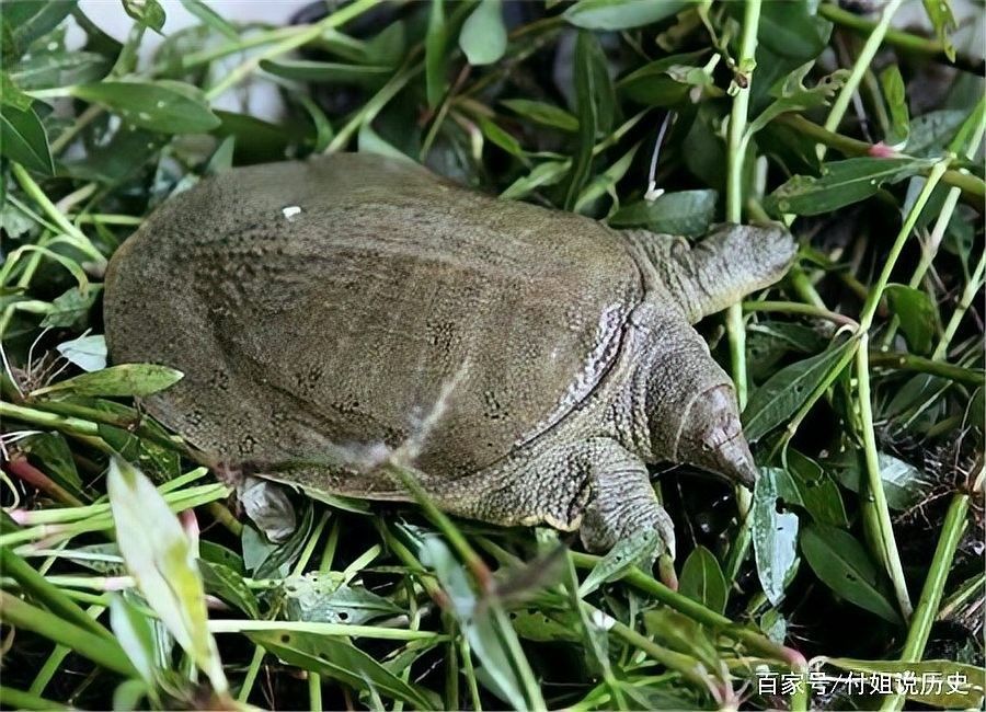哪種混養方案最成功（關于魚鱉混養的一些建議） 哪種混養方案最成功（關于魚鱉混養的一些建議） 龍魚百科 第4張