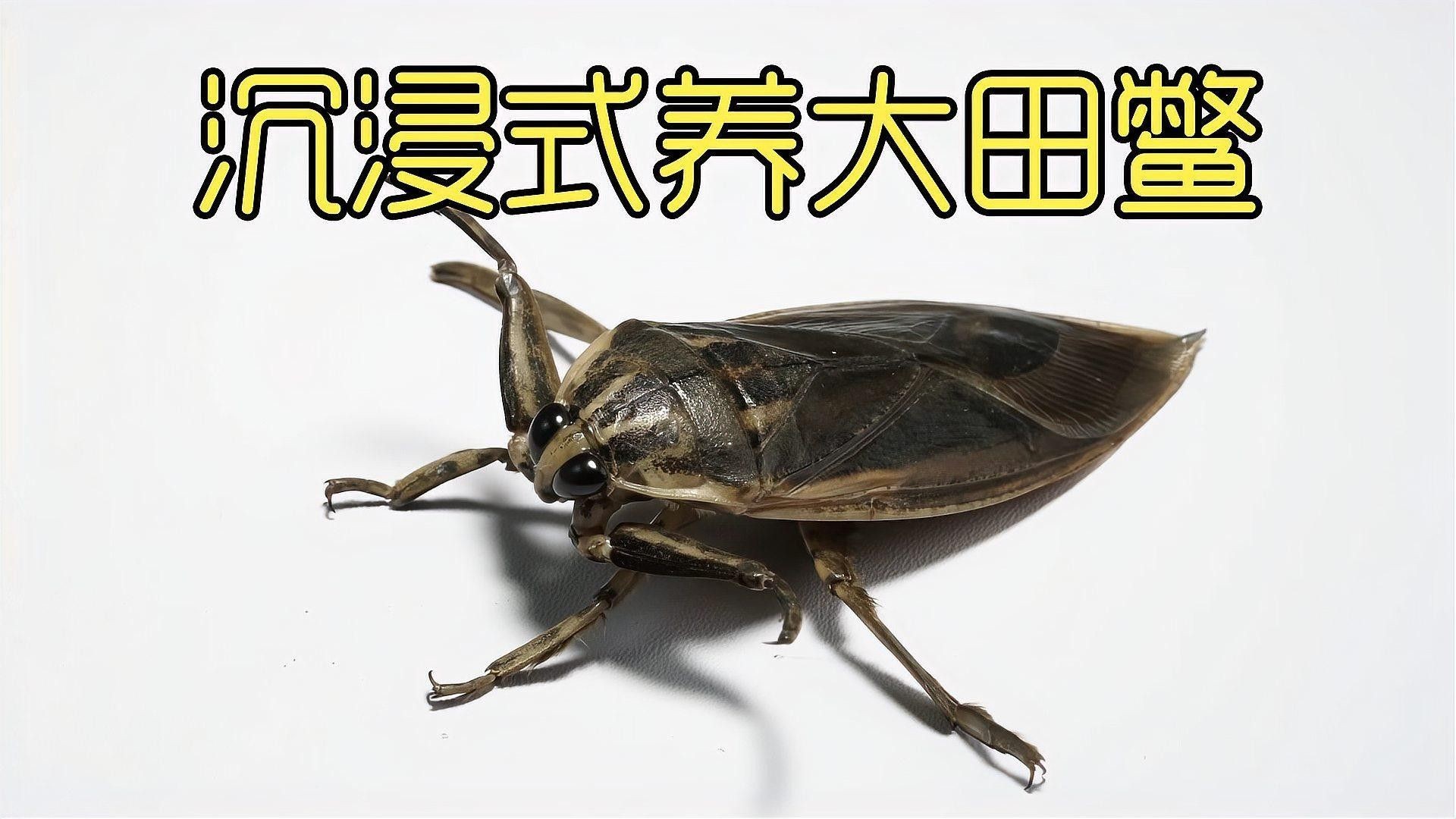 哪種混養方案最成功（關于魚鱉混養的一些建議） 哪種混養方案最成功（關于魚鱉混養的一些建議） 龍魚百科 第2張