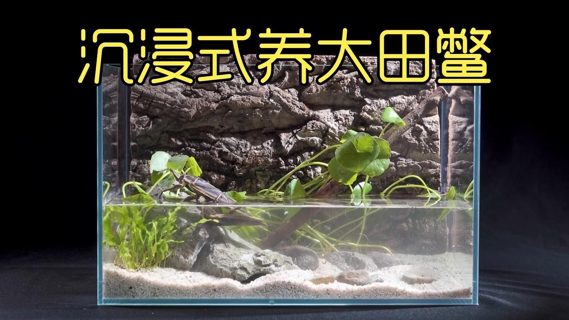 哪種混養方案最成功（關于魚鱉混養的一些建議） 哪種混養方案最成功（關于魚鱉混養的一些建議） 龍魚百科 第1張