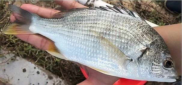 哪種混養方案最成功（關于魚鱉混養的一些建議） 哪種混養方案最成功（關于魚鱉混養的一些建議） 龍魚百科 第9張