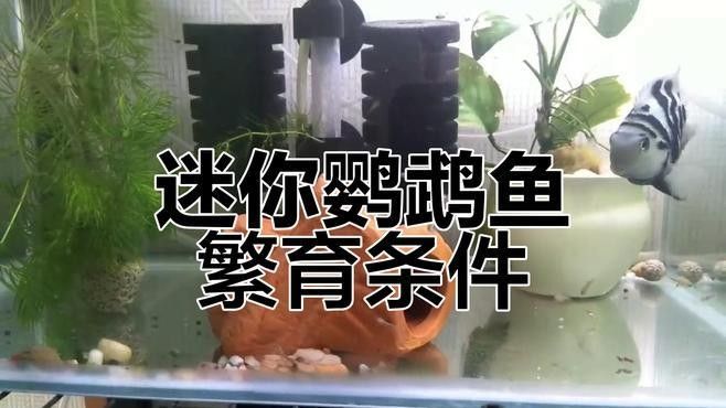 如何判斷迷你鸚鵡魚(yú)是否受精？（如何判斷迷你鸚鵡魚(yú)是否受精） 如何判斷迷你鸚鵡魚(yú)是否受精？（如何判斷迷你鸚鵡魚(yú)是否受精） 龍魚(yú)百科 第2張