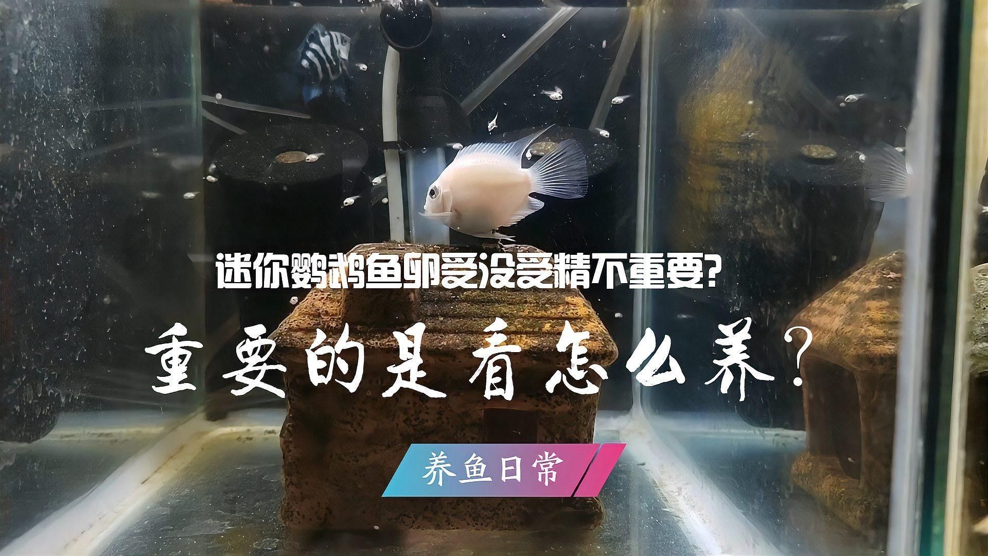 如何判斷迷你鸚鵡魚(yú)是否受精？（如何判斷迷你鸚鵡魚(yú)是否受精） 如何判斷迷你鸚鵡魚(yú)是否受精？（如何判斷迷你鸚鵡魚(yú)是否受精） 龍魚(yú)百科 第1張