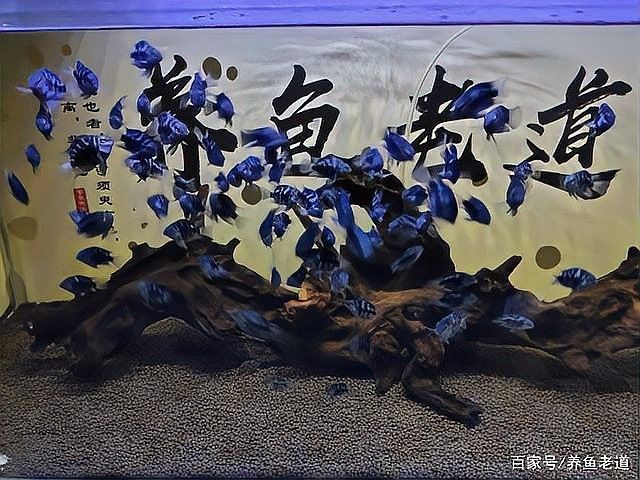 如何判斷迷你鸚鵡魚(yú)是否受精？（如何判斷迷你鸚鵡魚(yú)是否受精） 如何判斷迷你鸚鵡魚(yú)是否受精？（如何判斷迷你鸚鵡魚(yú)是否受精） 龍魚(yú)百科 第8張