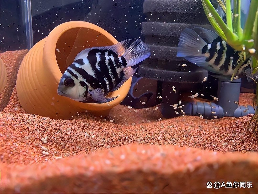 如何判斷迷你鸚鵡魚(yú)是否受精？（如何判斷迷你鸚鵡魚(yú)是否受精） 如何判斷迷你鸚鵡魚(yú)是否受精？（如何判斷迷你鸚鵡魚(yú)是否受精） 龍魚(yú)百科 第4張