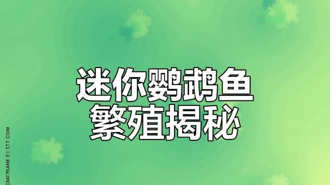 如何判斷迷你鸚鵡魚(yú)是否受精？（如何判斷迷你鸚鵡魚(yú)是否受精） 如何判斷迷你鸚鵡魚(yú)是否受精？（如何判斷迷你鸚鵡魚(yú)是否受精） 龍魚(yú)百科 第3張