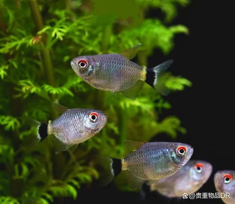 有哪些魚可以和孔雀魚混養(yǎng)？（哪些魚適合和孔雀魚混養(yǎng)） 有哪些魚可以和孔雀魚混養(yǎng)？（哪些魚適合和孔雀魚混養(yǎng)） 龍魚百科 第5張