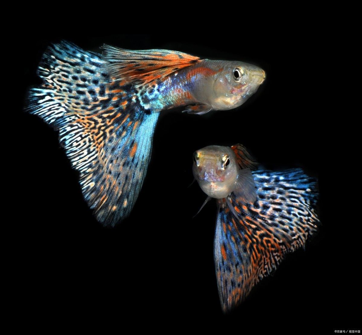有哪些魚可以和孔雀魚混養(yǎng)？（哪些魚適合和孔雀魚混養(yǎng)） 有哪些魚可以和孔雀魚混養(yǎng)？（哪些魚適合和孔雀魚混養(yǎng)） 龍魚百科 第7張