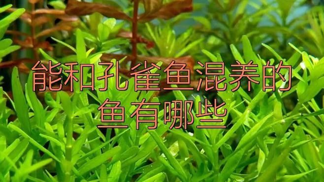 有哪些魚可以和孔雀魚混養(yǎng)？（哪些魚適合和孔雀魚混養(yǎng)） 有哪些魚可以和孔雀魚混養(yǎng)？（哪些魚適合和孔雀魚混養(yǎng)） 龍魚百科 第1張