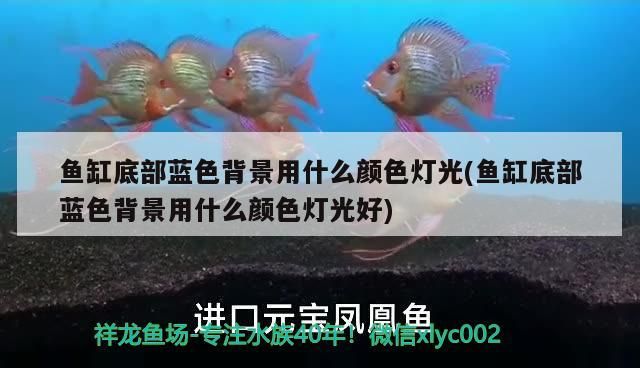 魚缸底部藍色背景用什么顏色燈光(魚缸底部藍色背景用什么顏色燈光好) 魚缸底部藍色背景用什么顏色燈光(魚缸底部藍色背景用什么顏色燈光好) 觀賞魚百科