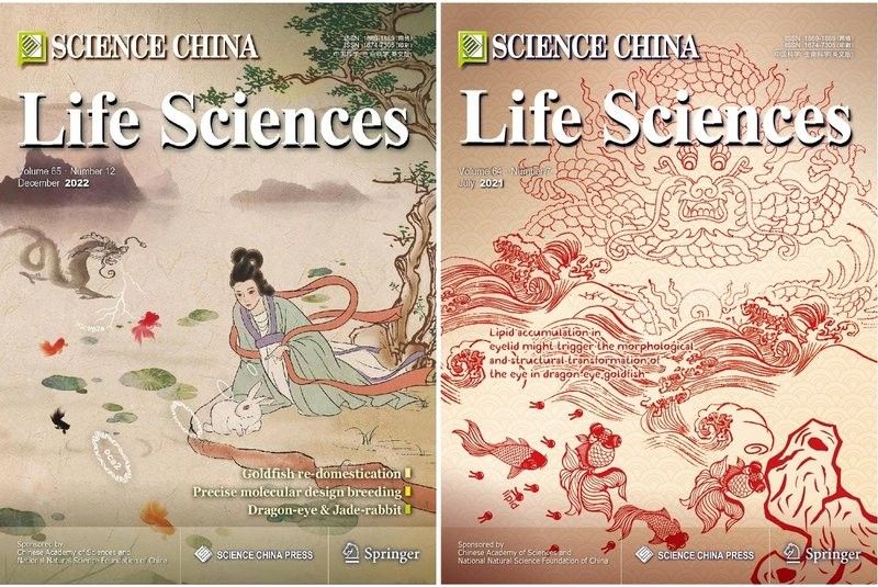 金龍魚鉆石眼基因是否穩定（金龍魚鉆石眼基因是否穩定性） 金龍魚鉆石眼基因是否穩定（金龍魚鉆石眼基因是否穩定性） 龍魚百科 第7張