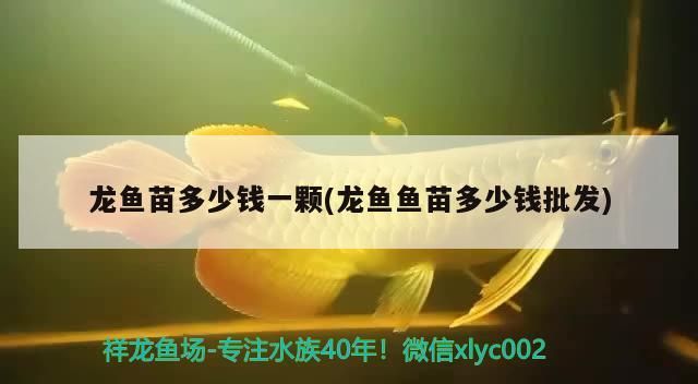 龍魚苗多少錢一顆(龍魚魚苗多少錢批發)