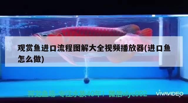 首次亮相65cm鯊魚嘴（65cm鯊魚嘴項鏈） 首次亮相65cm鯊魚嘴（65cm鯊魚嘴項鏈） 觀賞魚百科 第2張