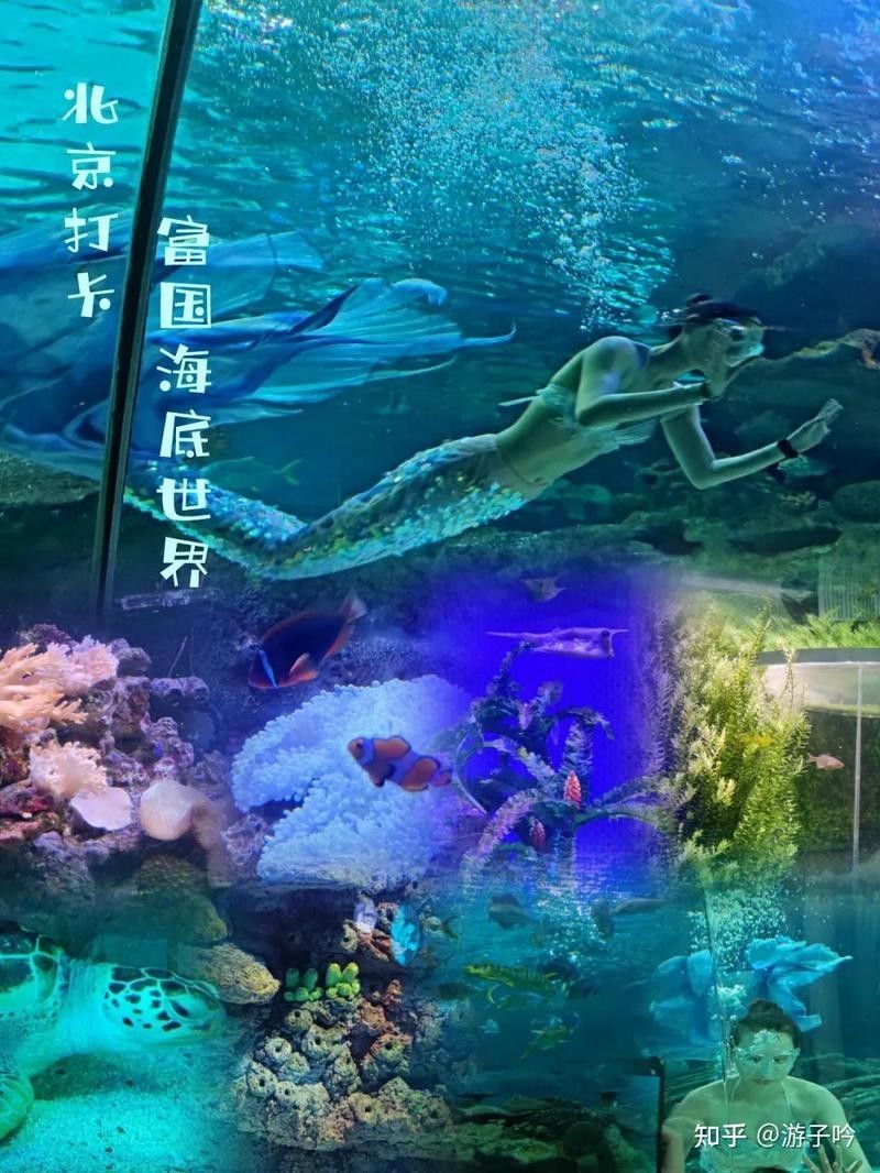 日土哪個(gè)水族館龍魚(yú)好？祥龍魚(yú)場(chǎng)龍魚(yú)（北京小眾水族館攻略都市美食小潮流祥龍魚(yú)場(chǎng)）