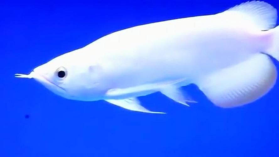 白化金龍魚的市場價格是多少（白化金龍魚價格在每條100元至500元人民幣之間） 白化金龍魚的市場價格是多少（白化金龍魚價格在每條100元至500元人民幣之間） 龍魚百科 第1張