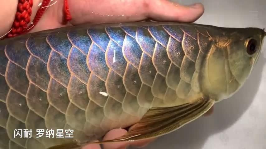 白化金龍魚的市場價格是多少（白化金龍魚價格在每條100元至500元人民幣之間） 白化金龍魚的市場價格是多少（白化金龍魚價格在每條100元至500元人民幣之間） 龍魚百科 第3張