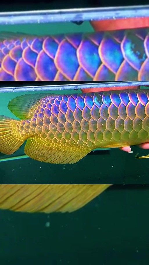 白化金龍魚的市場價格是多少（白化金龍魚價格在每條100元至500元人民幣之間） 白化金龍魚的市場價格是多少（白化金龍魚價格在每條100元至500元人民幣之間） 龍魚百科 第6張