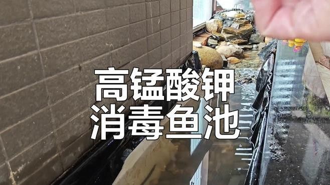 如何給魚缸石頭消毒？（如何給魚缸石頭消毒）