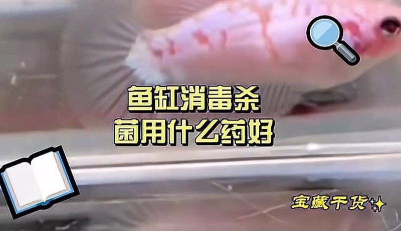 如何給魚缸石頭消毒？（如何給魚缸石頭消毒）