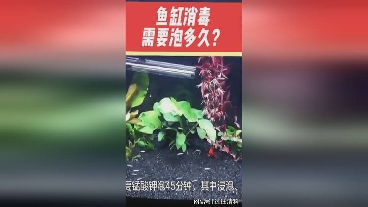 如何給魚缸石頭消毒？（如何給魚缸石頭消毒）