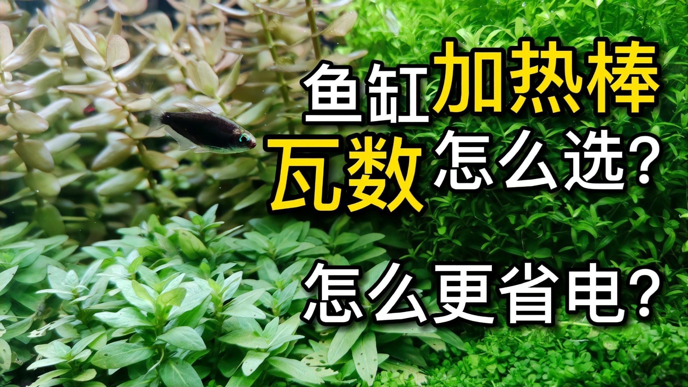 匯龍魚缸加熱器如何選擇（大鵬玩咖測評局：匯龍魚缸加熱器如何選擇合適的加熱器） 匯龍魚缸加熱器如何選擇（大鵬玩咖測評局：匯龍魚缸加熱器如何選擇合適的加熱器） 龍魚百科 第2張