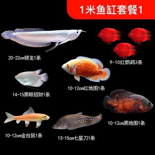 1米長龍魚價格表（1米長龍魚價格表，龍魚的價格一般如何計算）
