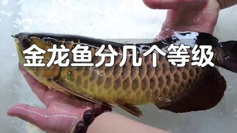 澄海金龍魚是雜牌魚嗎（澄海金龍魚是否為雜牌魚的探討）